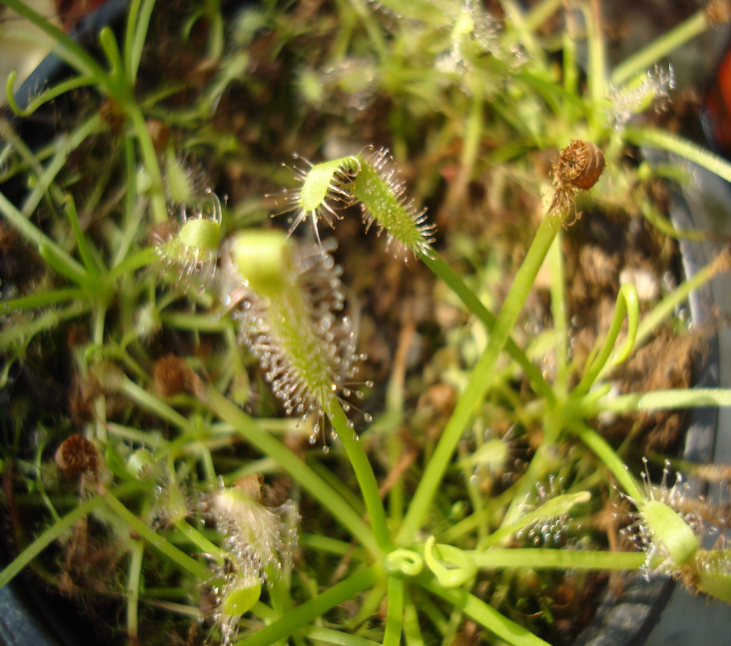 식충식물-긴잎끈끈이주걱(대)