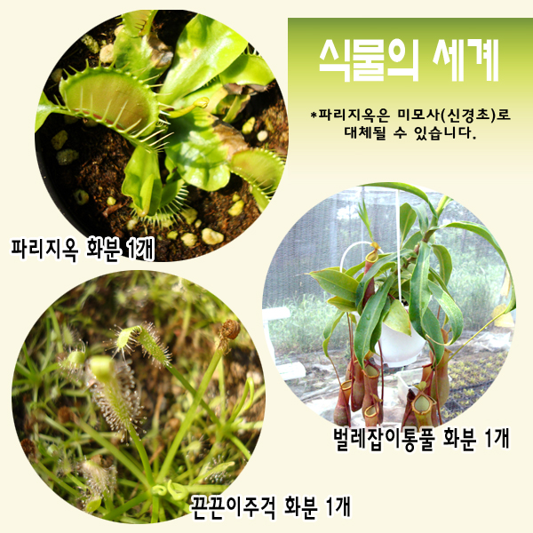 식충식물-식물의세계-파리지옥,끈끈이주걱,벌레잡이통풀(대)