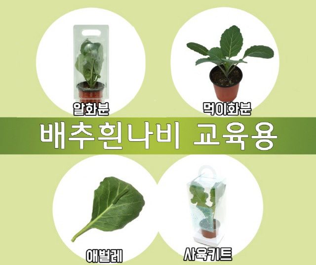 배추흰나비알화분+애벌레화분(교육용)