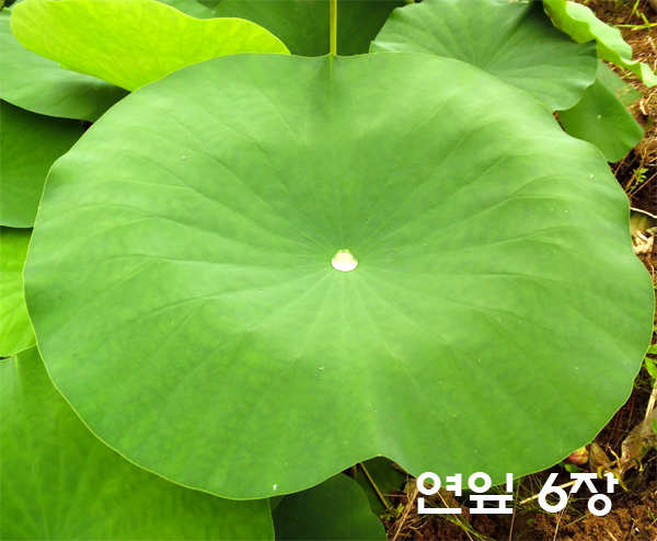 식물의미세구조-(연잎,도꼬마리씨앗) / 7월 중순 출고 
