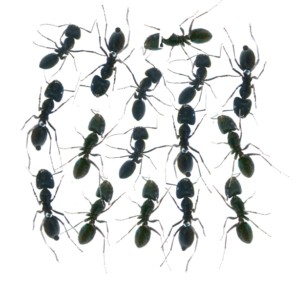개미 16 마리