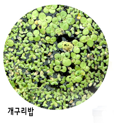 큰잎개구리밥